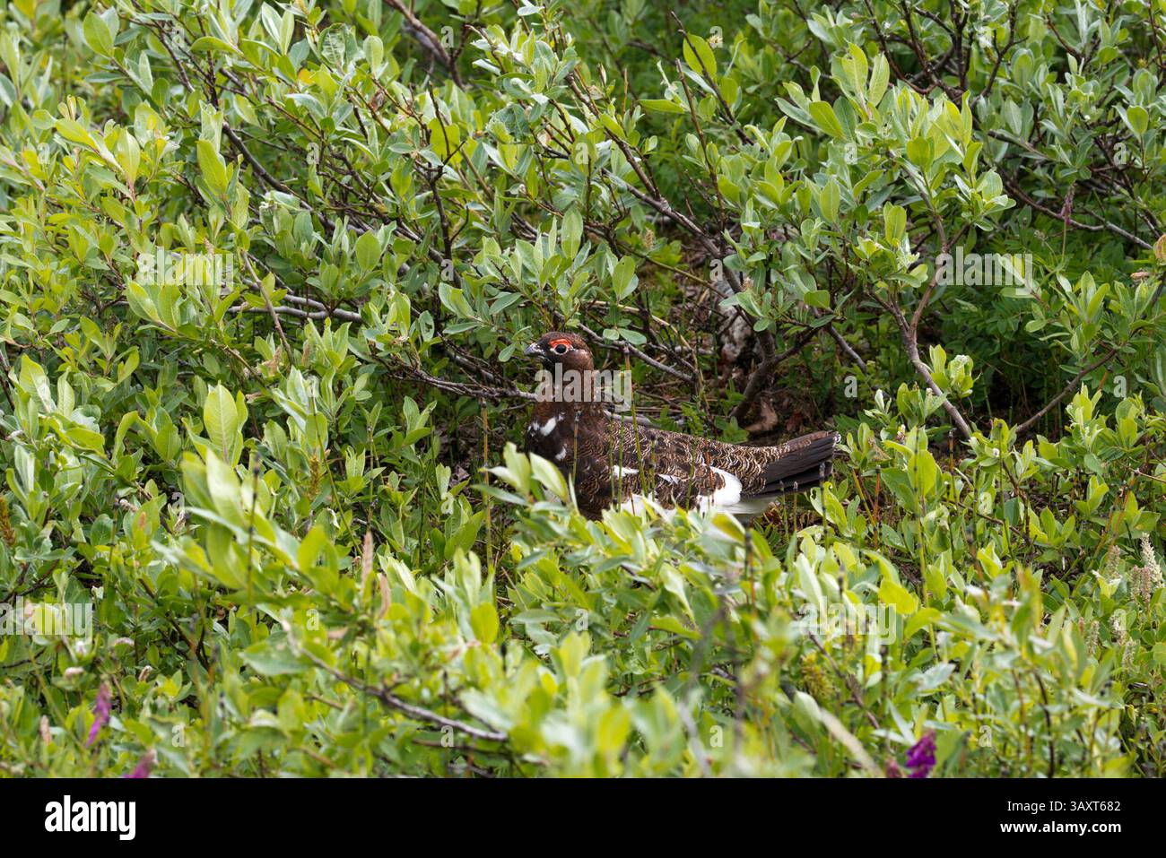30. Juni 2016 – Juneau, Alaska, USA – Alaska Fichte-Grouse-Vogel. Falcipennis canadensis. Fichtenhühner, im Volksmund bekannt als chickensâ€œfool Hühner oder œspruce€ oder â€â Hühner, â€ bewohnen weiße Fichten- und Birkenwälder, Schwarze Fichtenmoore und in Südost-Alaska Sitka-Fichten- und Schierferienwälder. Das männliche Fichtenhühnchen hat einen schwarzen Hals und einen roten Kamm über dem Auge und ein rostoranges Band an der Spitze des Schwanzes. Dem Weibchen fehlt der rote Kamm und die schwarze Kehle. Sie ist in der Regel rostbraun bis grau meliert und hat eine dunkle schwere Absperrung auf ihrem weißlich gefärbten Bauch. Das Fichtenhuhn von Sou Stockfoto