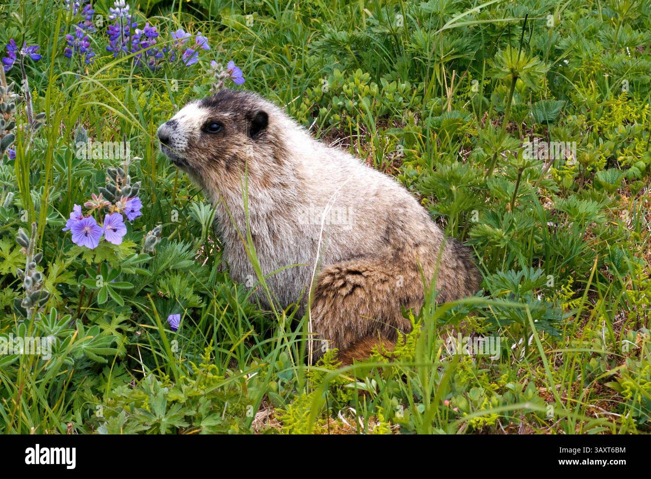 30. Juni 2016: Juneau, Alaska, USA - Ein Murmeltier in Mount Roberts. Trekking von der Mt. Roberts Tramway, Juneau. Alaska. Das oberste Terminal der Straßenbahn befindet sich auf einem Turm und bietet einen spektakulären Blick auf die Stadt Juneau und den Gastineau Channel, Douglas Island und die Gemeinde Douglas im Westen, die Chilkat Mountain Range im Norden und Kupreanof Island im Süden. Der Terminalsteig wird durch die Skybridge mit dem Bergrücken des Mount Roberts verbunden, die zu den Gipfelanlagen führt. Das Hauptgebäude umfasst die Timberline Bar & Grill und das Chilkat Theater mit einem informativen Film Stockfoto