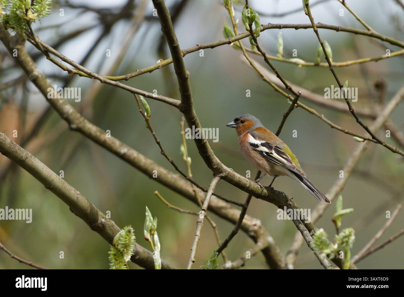 Fringilla Coelebs alias Common Chaffinch, die auf dem Baumzweig thronten. Gewöhnlicher Vogel in der Tschechischen republik. Die Natur der Tschechischen republik. Stockfoto