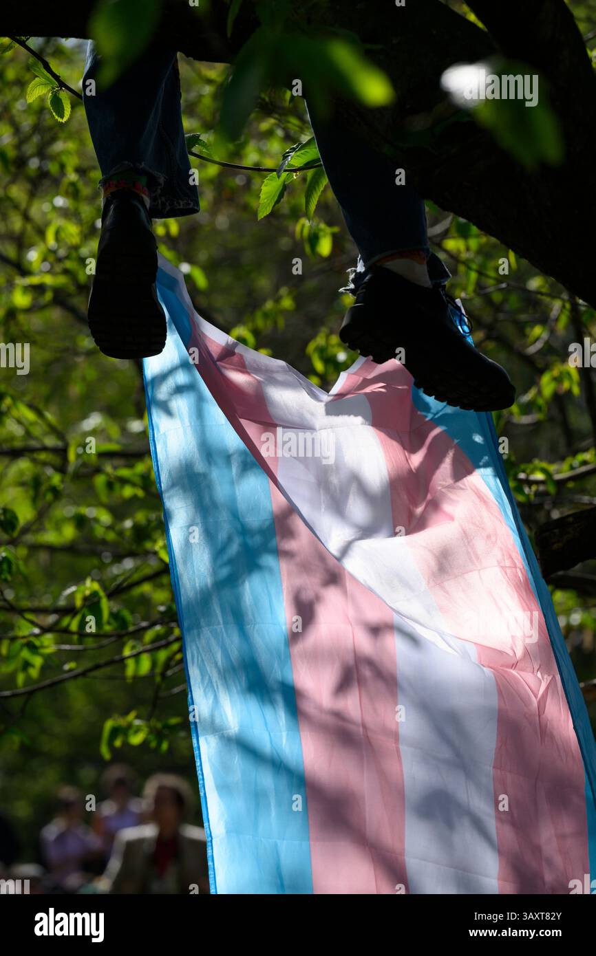 Trans-Rechte-Demonstranten sitzen auf einem Baum während einer Kundgebung im St. James's Park, um gegen das Urteil des Obersten Gerichtshofs über die Definition eines Arbeitsauftrags zu demonstrieren Stockfoto
