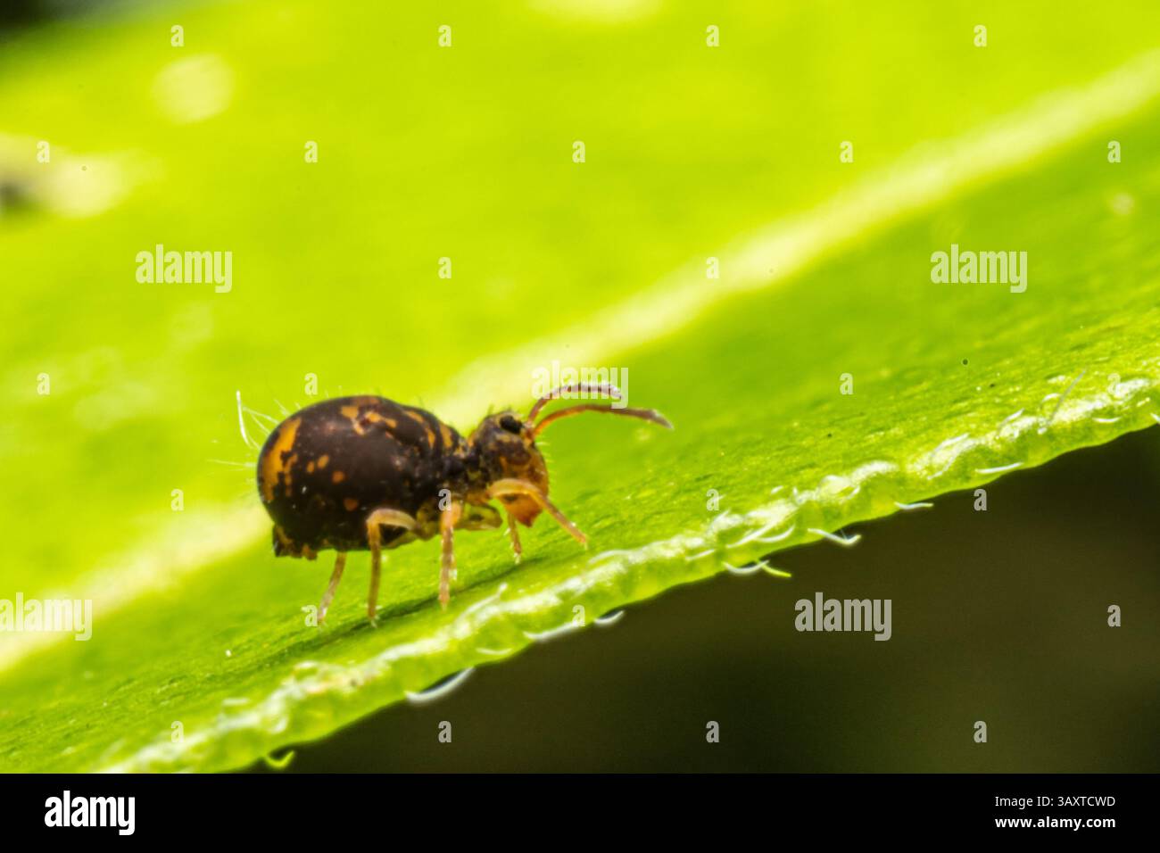 Eine Collembola (Springschwanz), die auf einem Blatt ruht und ihre winzige Größe und Bedeutung für den Abbau organischer Stoffe in natürlichen Lebensräumen demonstriert. Stockfoto