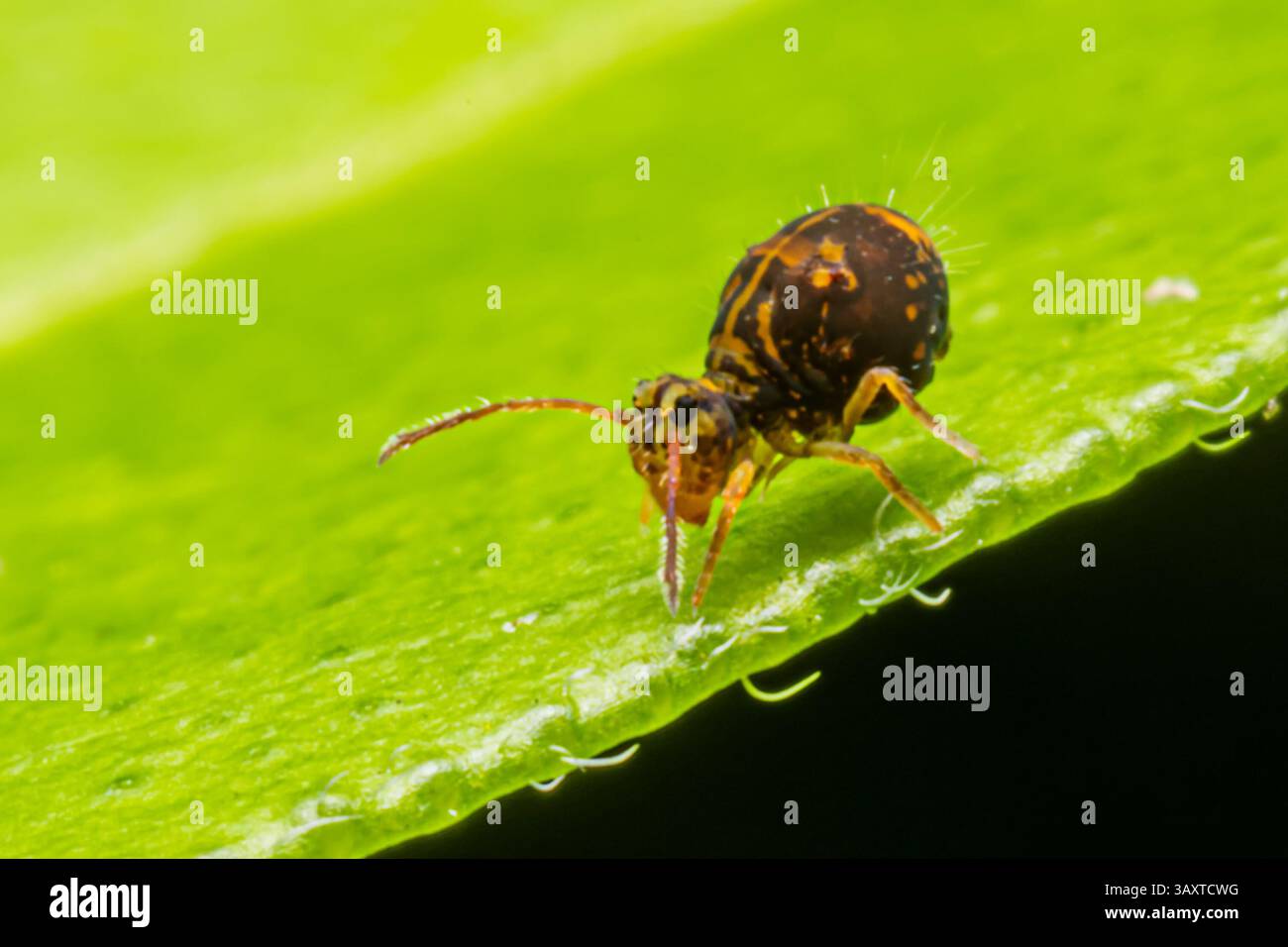 Eine Collembola (Springschwanz), die auf einem Blatt ruht und ihre winzige Größe und Bedeutung für den Abbau organischer Stoffe in natürlichen Lebensräumen demonstriert. Stockfoto