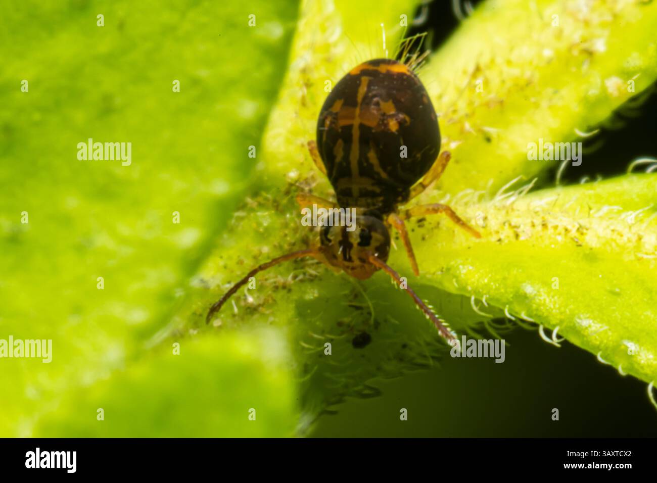 Eine Collembola (Springschwanz), die auf einem Blatt ruht und ihre winzige Größe und Bedeutung für den Abbau organischer Stoffe in natürlichen Lebensräumen demonstriert. Stockfoto
