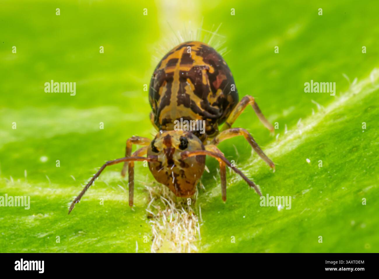 Eine Collembola (Springschwanz), die auf einem Blatt ruht und ihre winzige Größe und Bedeutung für den Abbau organischer Stoffe in natürlichen Lebensräumen demonstriert. Stockfoto