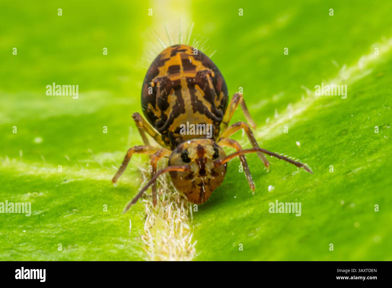 Eine Collembola (Springschwanz), die auf einem Blatt ruht und ihre winzige Größe und Bedeutung für den Abbau organischer Stoffe in natürlichen Lebensräumen demonstriert. Stockfoto