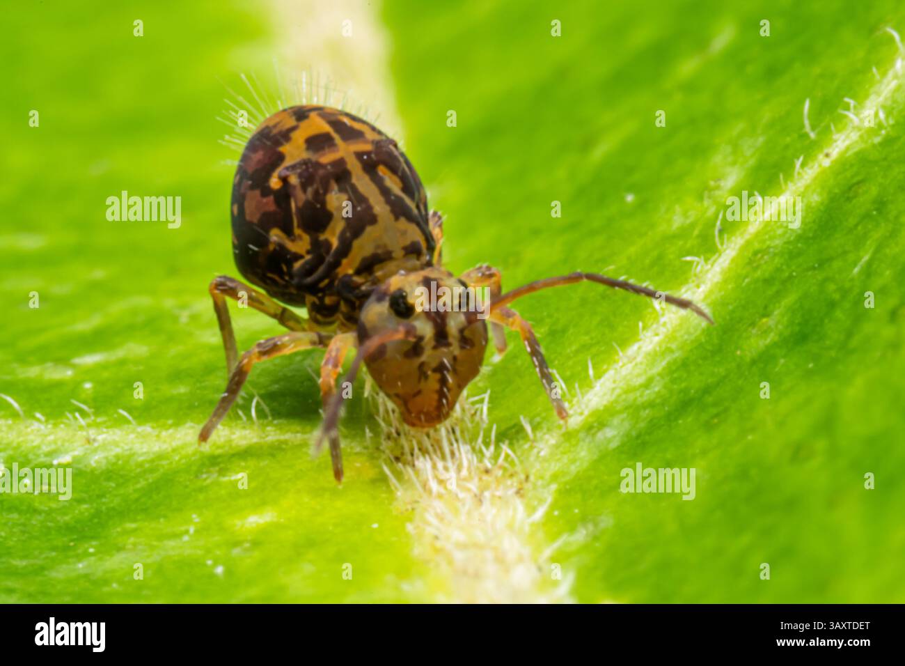 Eine Collembola (Springschwanz), die auf einem Blatt ruht und ihre winzige Größe und Bedeutung für den Abbau organischer Stoffe in natürlichen Lebensräumen demonstriert. Stockfoto