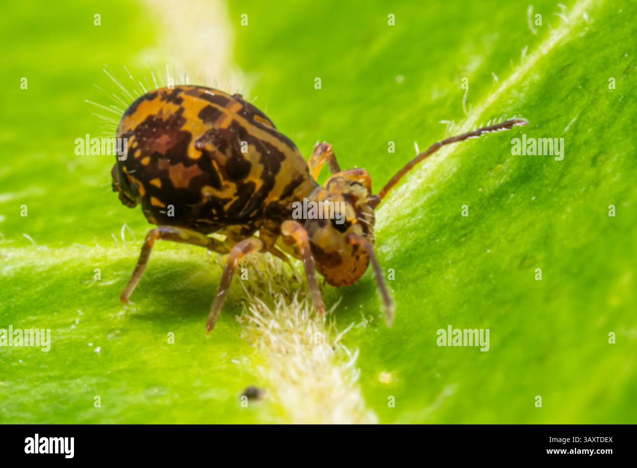 Eine Collembola (Springschwanz), die auf einem Blatt ruht und ihre winzige Größe und Bedeutung für den Abbau organischer Stoffe in natürlichen Lebensräumen demonstriert. Stockfoto