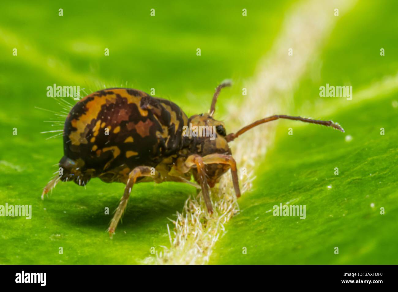 Eine Collembola (Springschwanz), die auf einem Blatt ruht und ihre winzige Größe und Bedeutung für den Abbau organischer Stoffe in natürlichen Lebensräumen demonstriert. Stockfoto