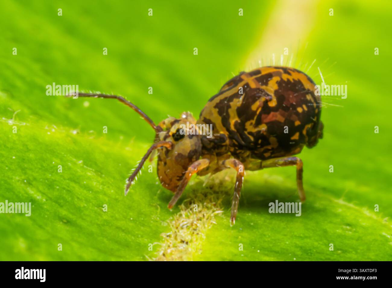 Eine Collembola (Springschwanz), die auf einem Blatt ruht und ihre winzige Größe und Bedeutung für den Abbau organischer Stoffe in natürlichen Lebensräumen demonstriert. Stockfoto