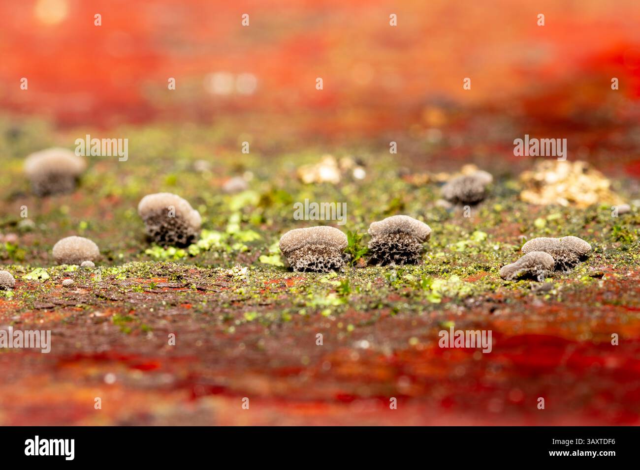 Resupinatus trichotis, ein Holzpilz, der auf einer Holzbank wächst und seine einzigartige Resupinatform in einer natürlichen Waldumgebung zeigt. Stockfoto