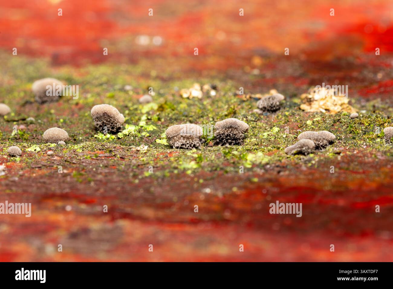 Resupinatus trichotis, ein Holzpilz, der auf einer Holzbank wächst und seine einzigartige Resupinatform in einer natürlichen Waldumgebung zeigt. Stockfoto
