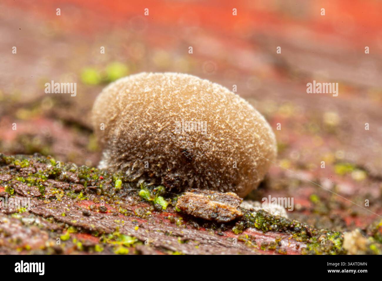 Resupinatus trichotis, ein Holzpilz, der auf einer Holzbank wächst und seine einzigartige Resupinatform in einer natürlichen Waldumgebung zeigt. Stockfoto