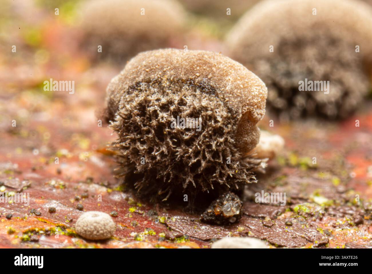Resupinatus trichotis, ein Holzpilz, der auf einer Holzbank wächst und seine einzigartige Resupinatform in einer natürlichen Waldumgebung zeigt. Stockfoto