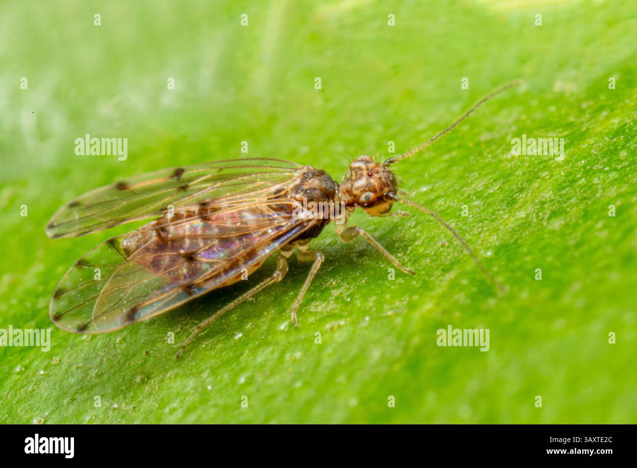 Ectopsocus petersi, ein Baumrindeninsekt, das auf der Rinde eines Baumes ruht und seine geringe Größe und sein Verhalten in seinem natürlichen Lebensraum zeigt. Stockfoto