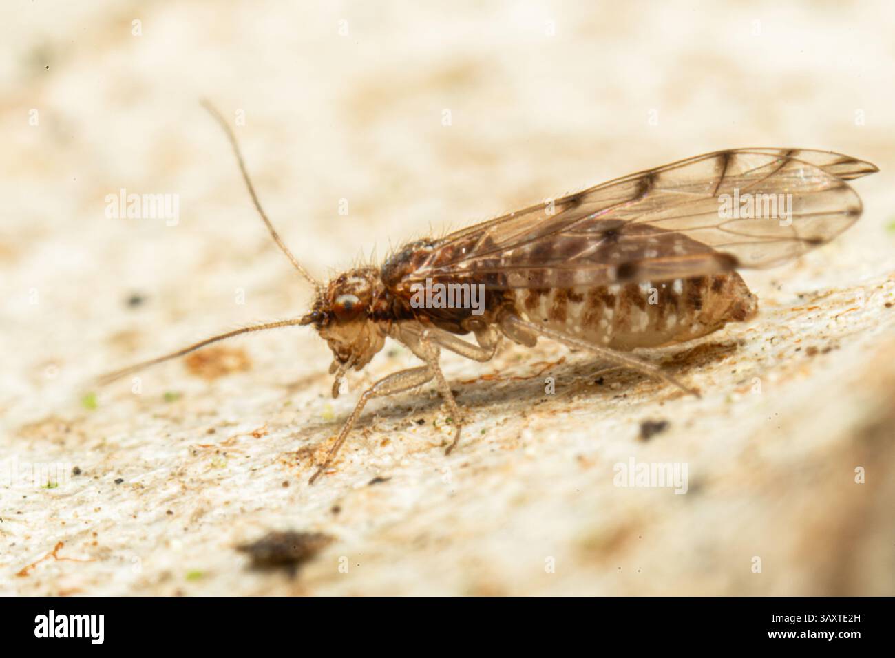 Ectopsocus petersi, ein Baumrindeninsekt, das auf der Rinde eines Baumes ruht und seine geringe Größe und sein Verhalten in seinem natürlichen Lebensraum zeigt. Stockfoto