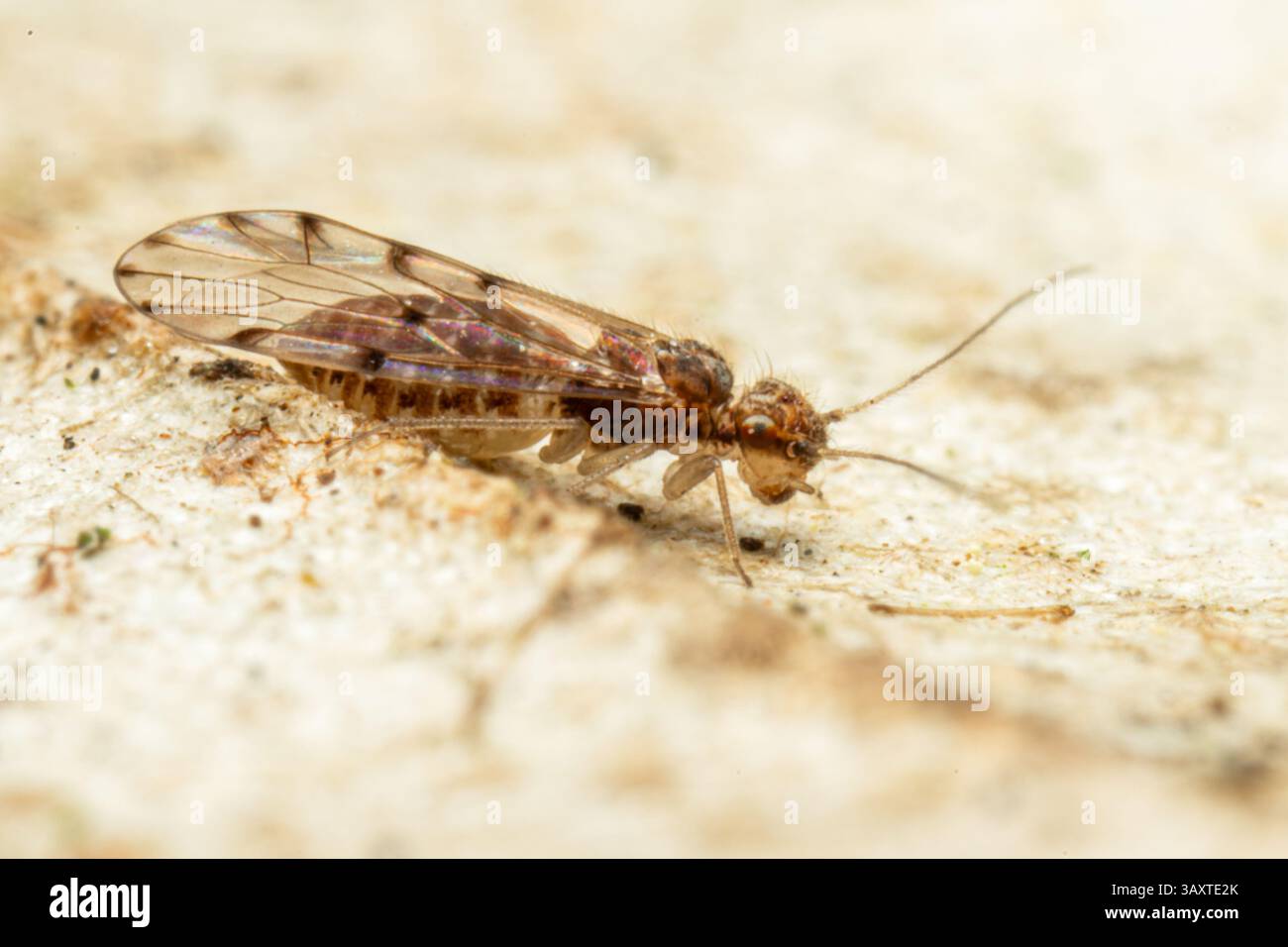 Ectopsocus petersi, ein Baumrindeninsekt, das auf der Rinde eines Baumes ruht und seine geringe Größe und sein Verhalten in seinem natürlichen Lebensraum zeigt. Stockfoto