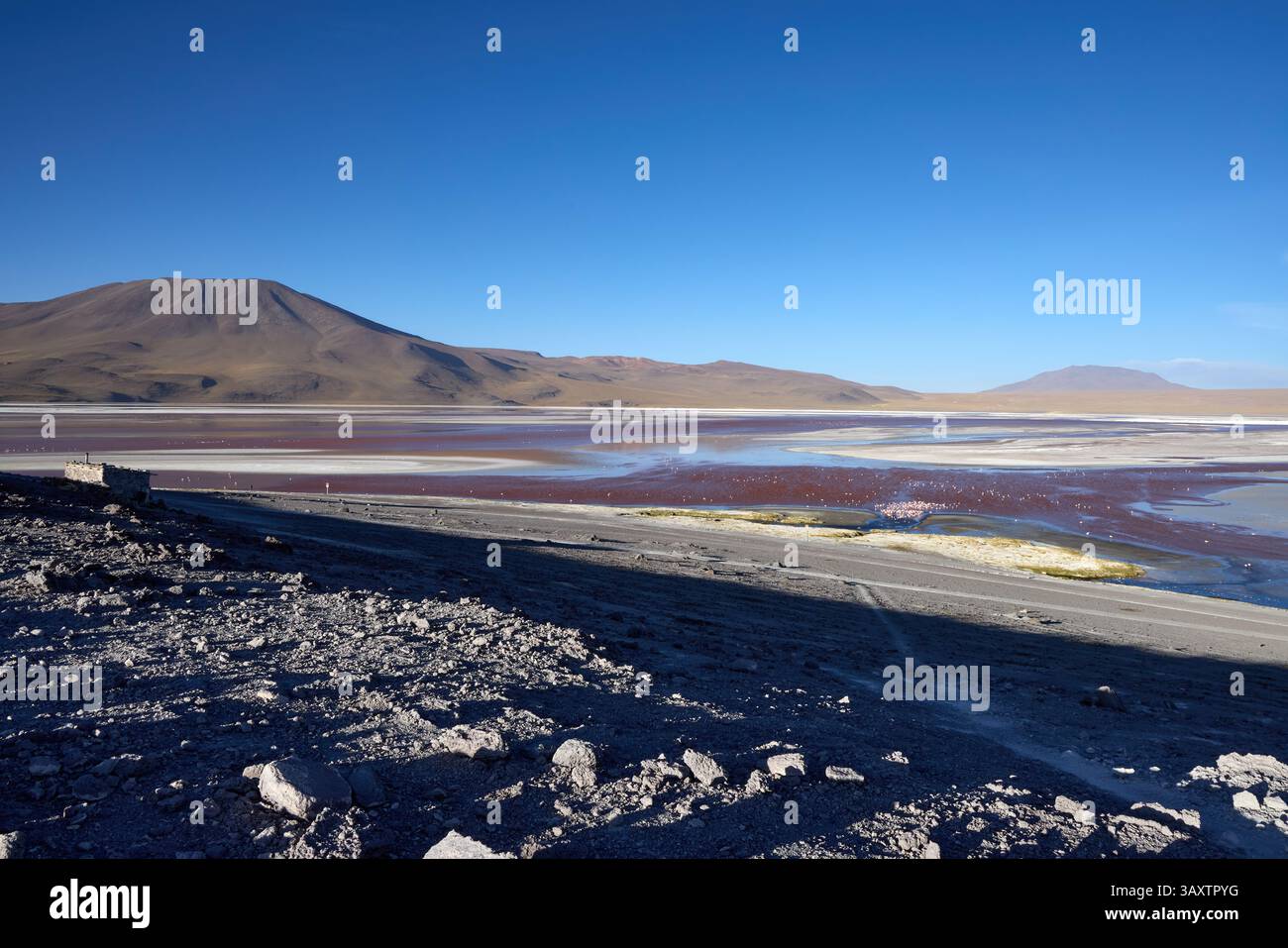 Farbenfrohe Laguna Colorada mit rötlichem Wasser und Salzflächen im Eduardo Avaroa Nationalpark, Bolivien. Vulkanische Berge im Hintergrund unter klarem blau Stockfoto