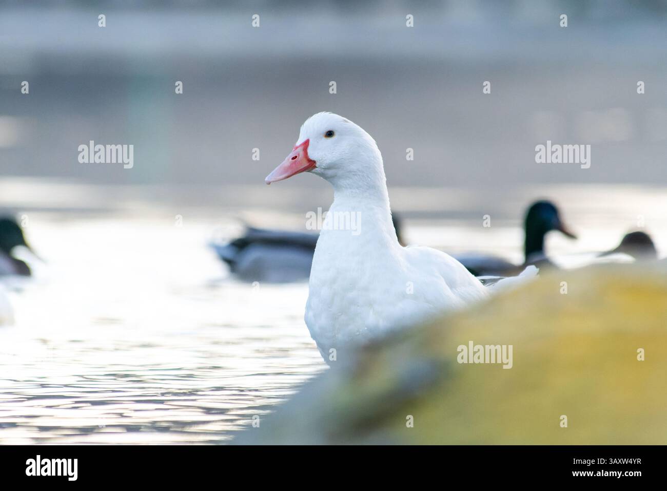 Eine weiße Hausente (Anas platyrhynchos), die am Ufer des Wassers steht und ihre Federn im Sonnenlicht leuchten. Stockfoto
