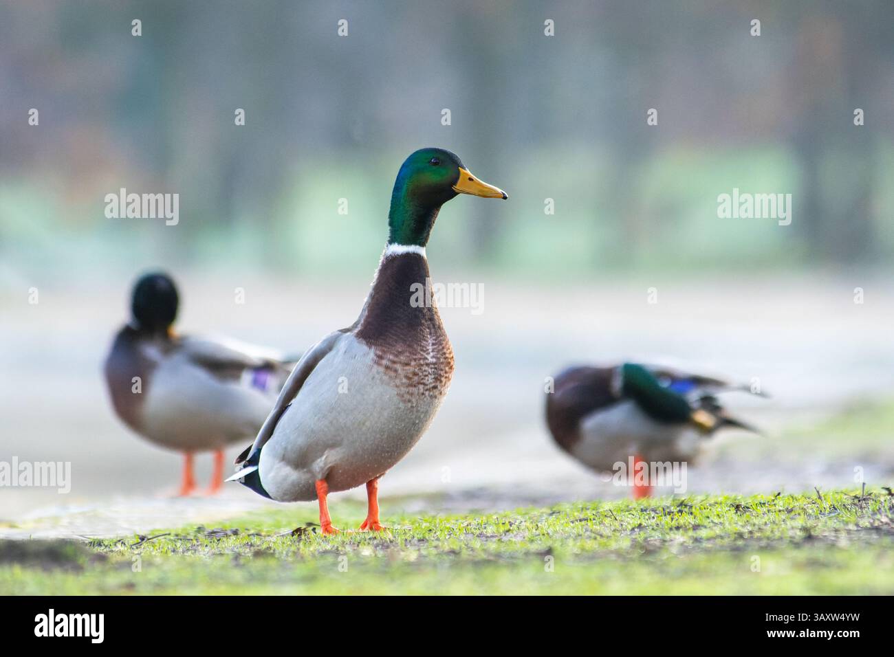 Eine Gruppe männlicher Mallarden (Anas platyrhynchos) ruht außerhalb des Wassers und zeigt ihr farbenfrohes Gefieder, während sie ihre Umgebung beobachten. Stockfoto