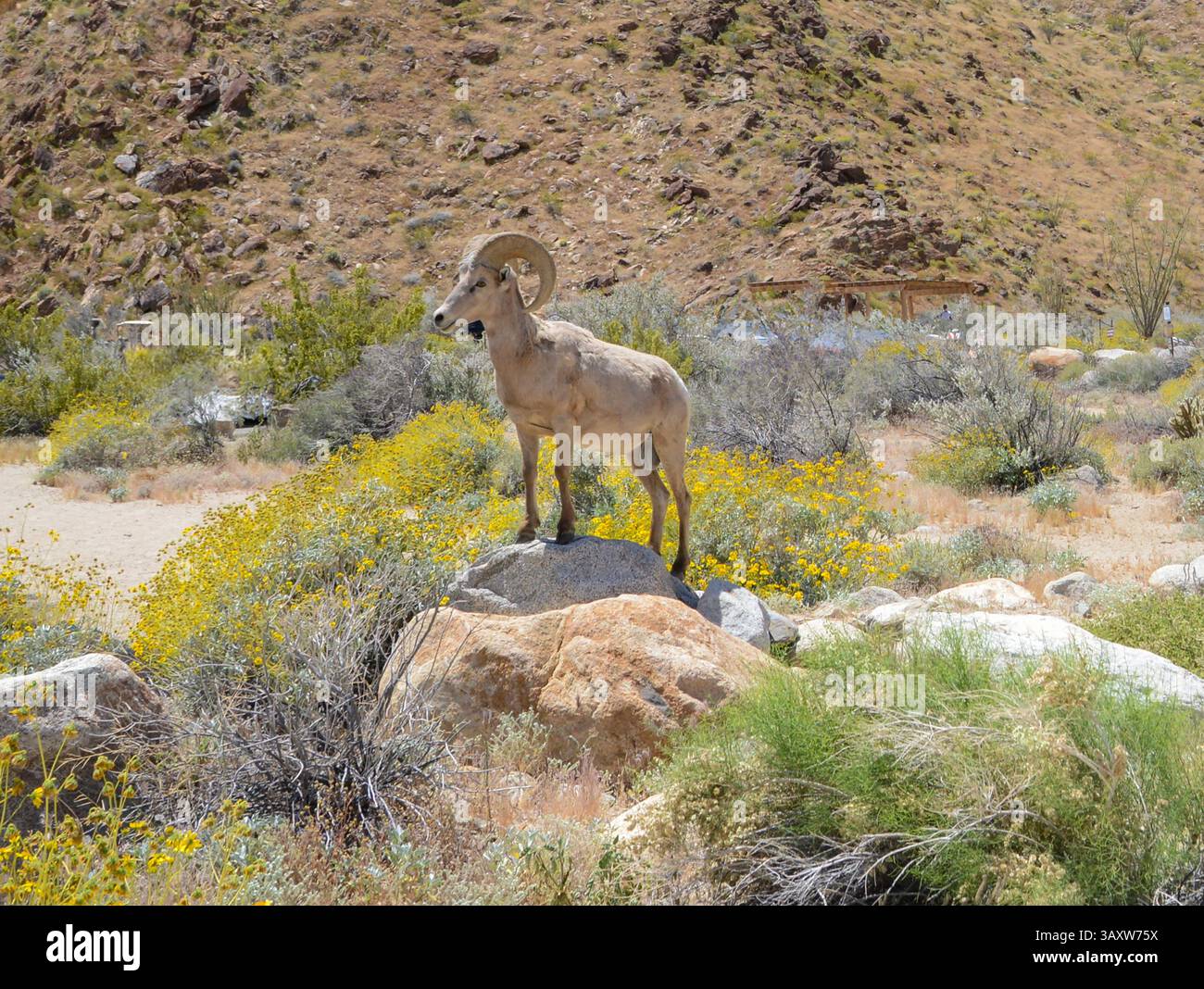 Im Anza-Borrego Desert State Park in Kalifornien tritt ein großes Hornschaf Alpha männlich auf erhöhte Felsen und inspiziert das umliegende Gelände. Stockfoto