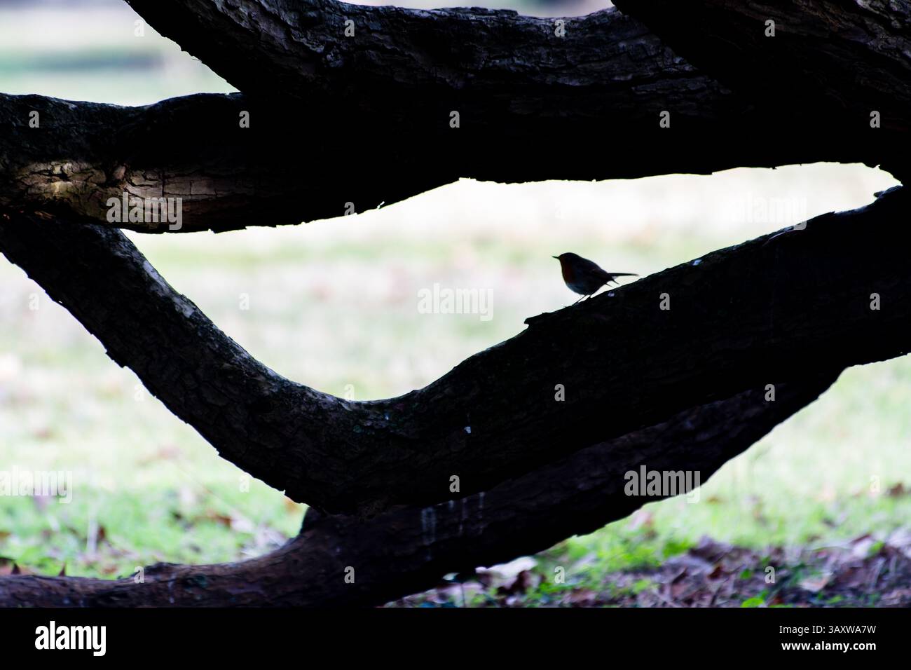 Ein Europäischer rotkehlchen (Erithacus rubecula), der auf einem dicken Baumzweig in Silhouette thront und von der untergehenden Sonne hinterleuchtet wird, schafft eine beeindruckende Naturszene. Stockfoto