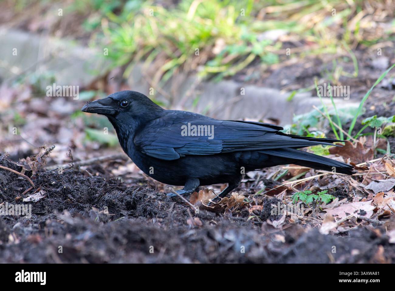 Eine Aaskrähe (Corvus Corone), die am Boden nach Nahrung sucht und ihre charakteristischen schwarzen Federn und ihr Fressverhalten in der Natur zeigt. Stockfoto