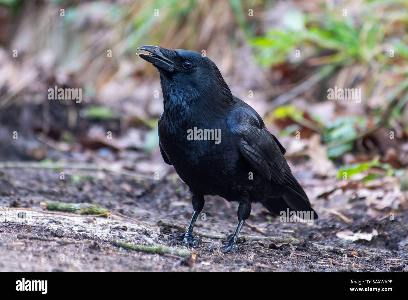Eine Aaskrähe (Corvus Corone), die am Boden nach Nahrung sucht und ihre charakteristischen schwarzen Federn und ihr Fressverhalten in der Natur zeigt. Stockfoto