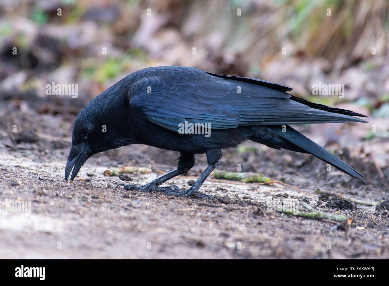 Eine Aaskrähe (Corvus Corone), die am Boden nach Nahrung sucht und ihre charakteristischen schwarzen Federn und ihr Fressverhalten in der Natur zeigt. Stockfoto