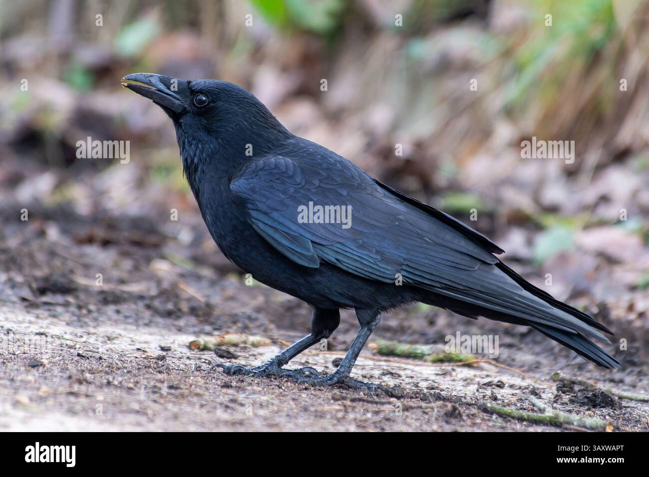 Eine Aaskrähe (Corvus Corone), die am Boden nach Nahrung sucht und ihre charakteristischen schwarzen Federn und ihr Fressverhalten in der Natur zeigt. Stockfoto
