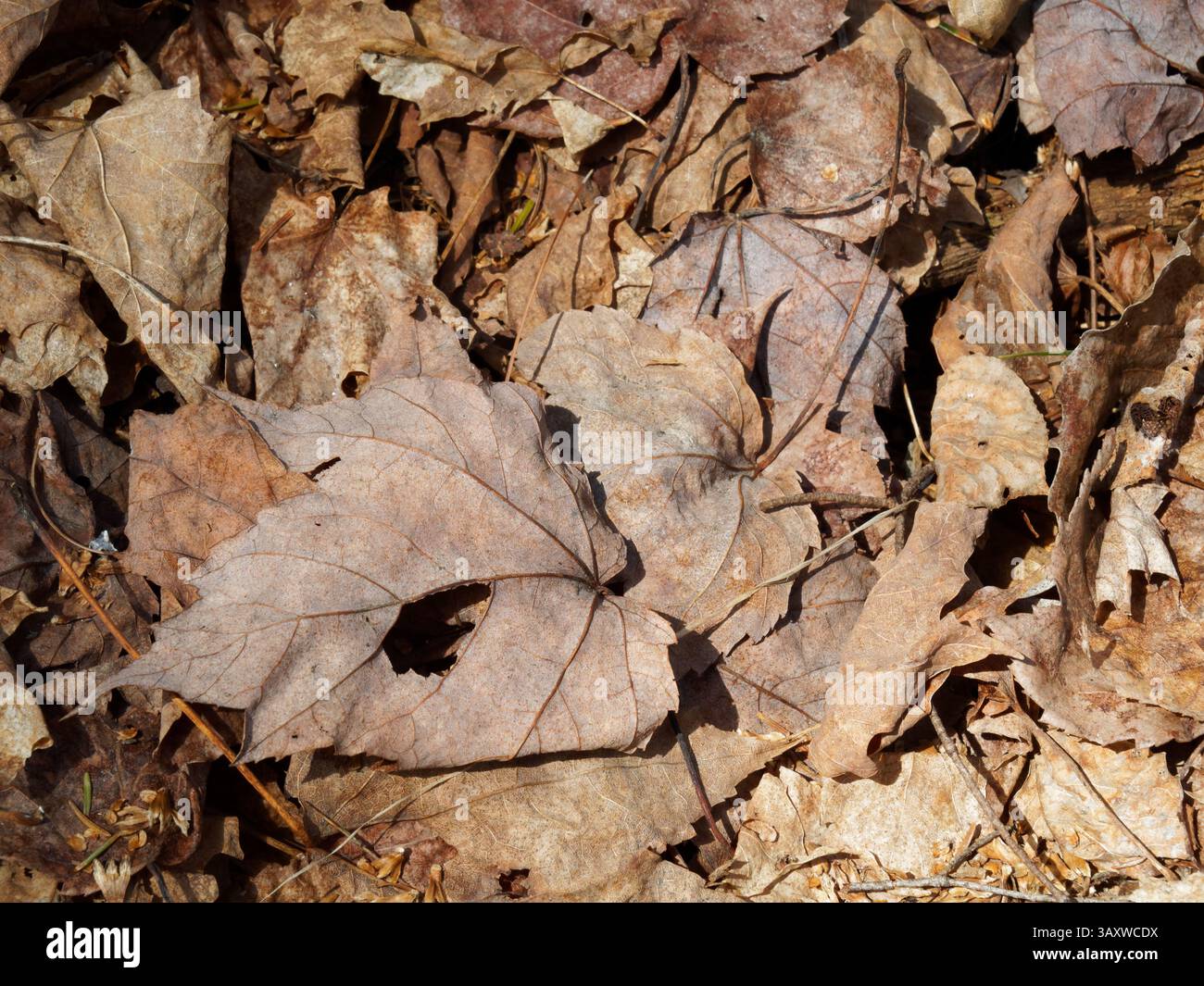 Nahaufnahme von trockenen Blättern, die auf dem Waldboden liegen Stockfoto