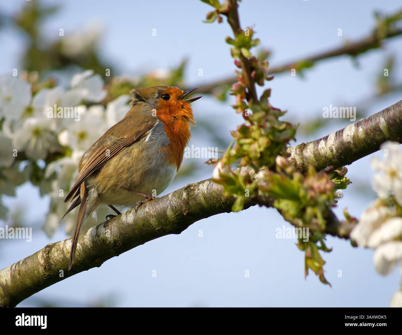 Robin in einem Kirschbaum, sieht nach rechts Stockfoto