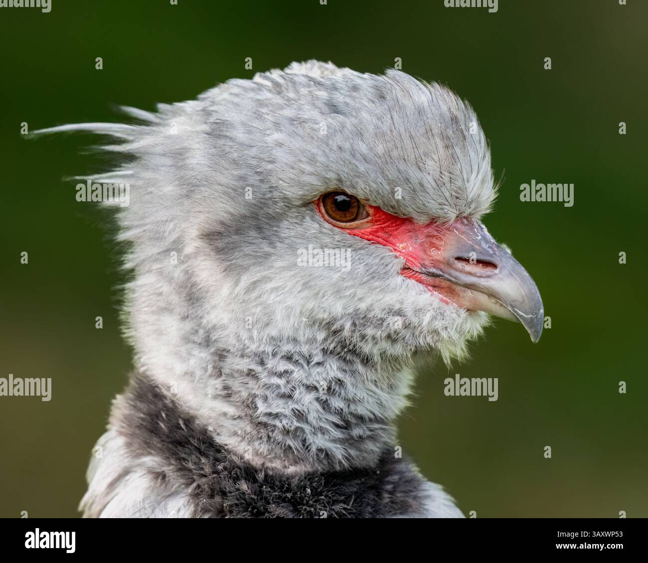 Südlichen Screamer Stockfoto Südlichen Screamer Stockfoto