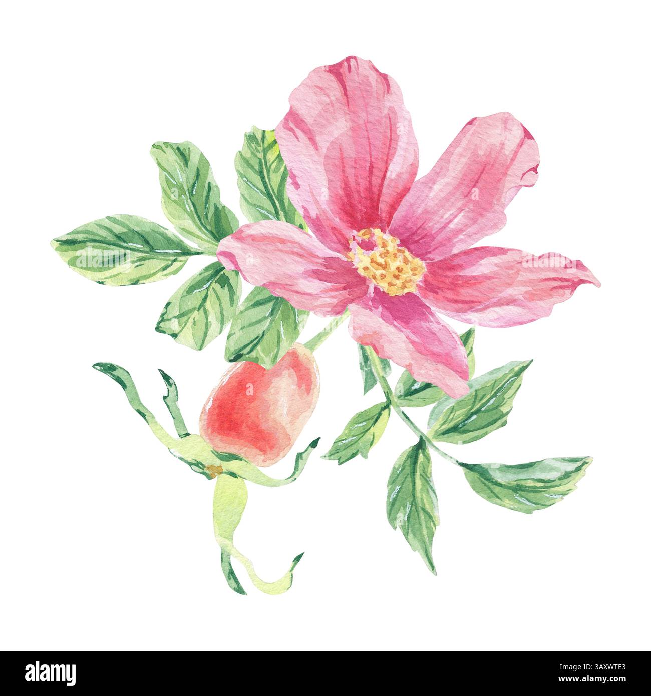 Rosafarbene wilde Rose auf Stängelblatt Aquarellillustration isoliert auf weiß. Hagebuttenblüten, Beere, Blätter auf Zweig handgezeichnete botanische Skizze. Hund Stockfoto