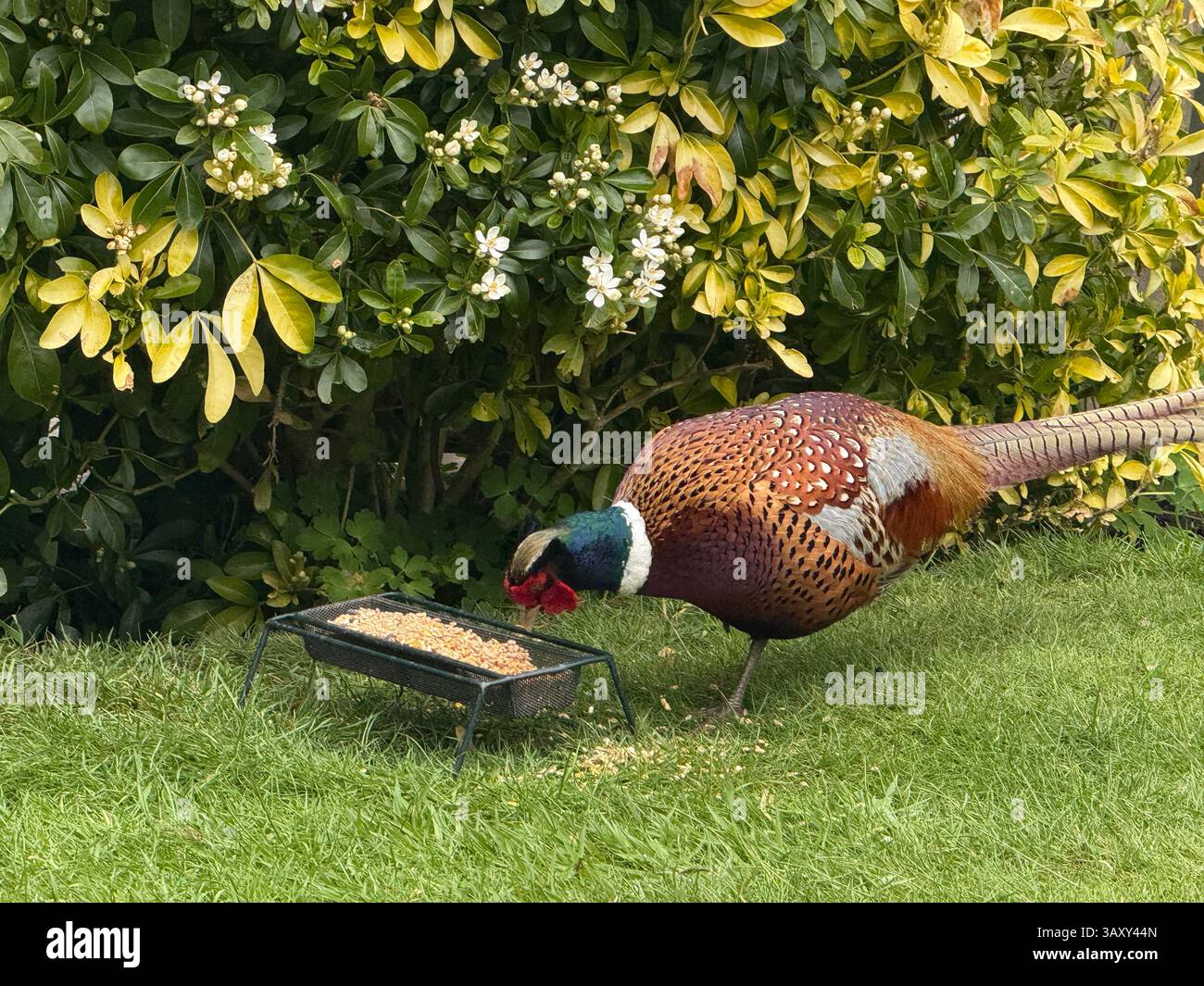 Ringhalsfasan isst Vogelfutter im Garten. - Smartphone-aufgenommenes Stockfoto