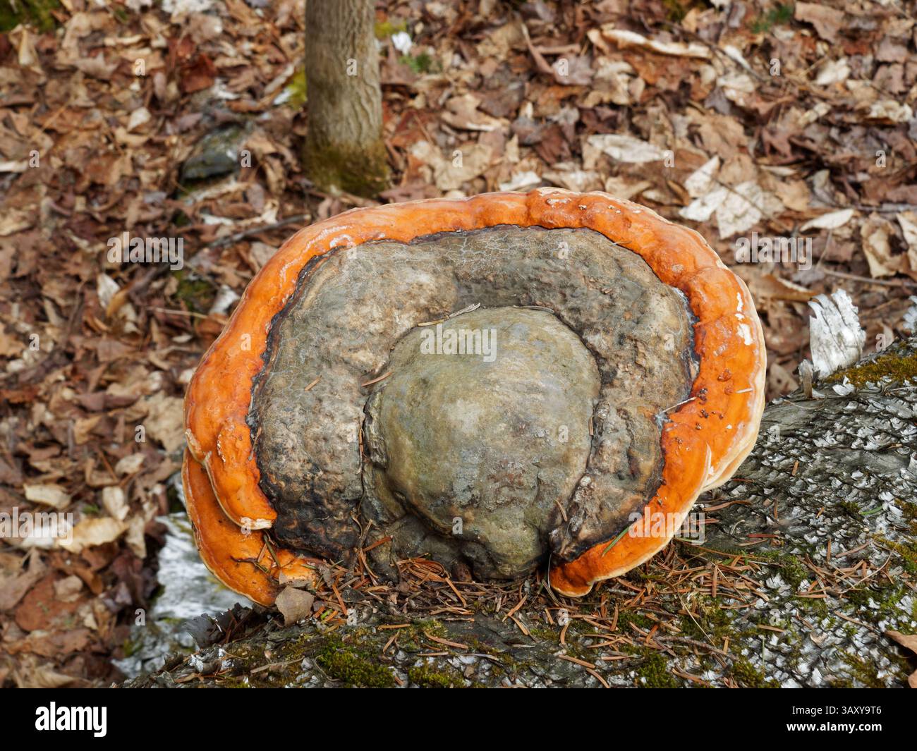 Draufsicht eines nördlichen Roten Gürtels Stockfoto