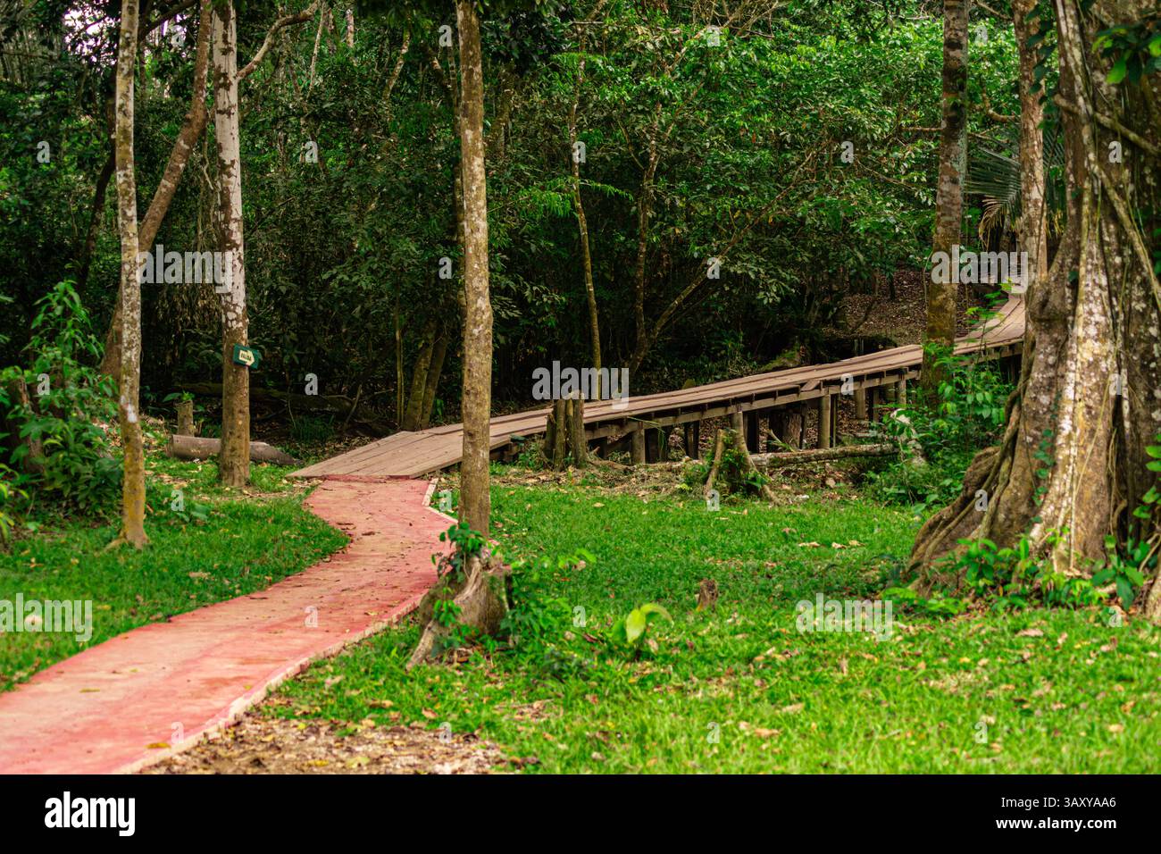 Pfad und kleine Brücke mitten im peruanischen Amazonas-Regenwald Stockfoto