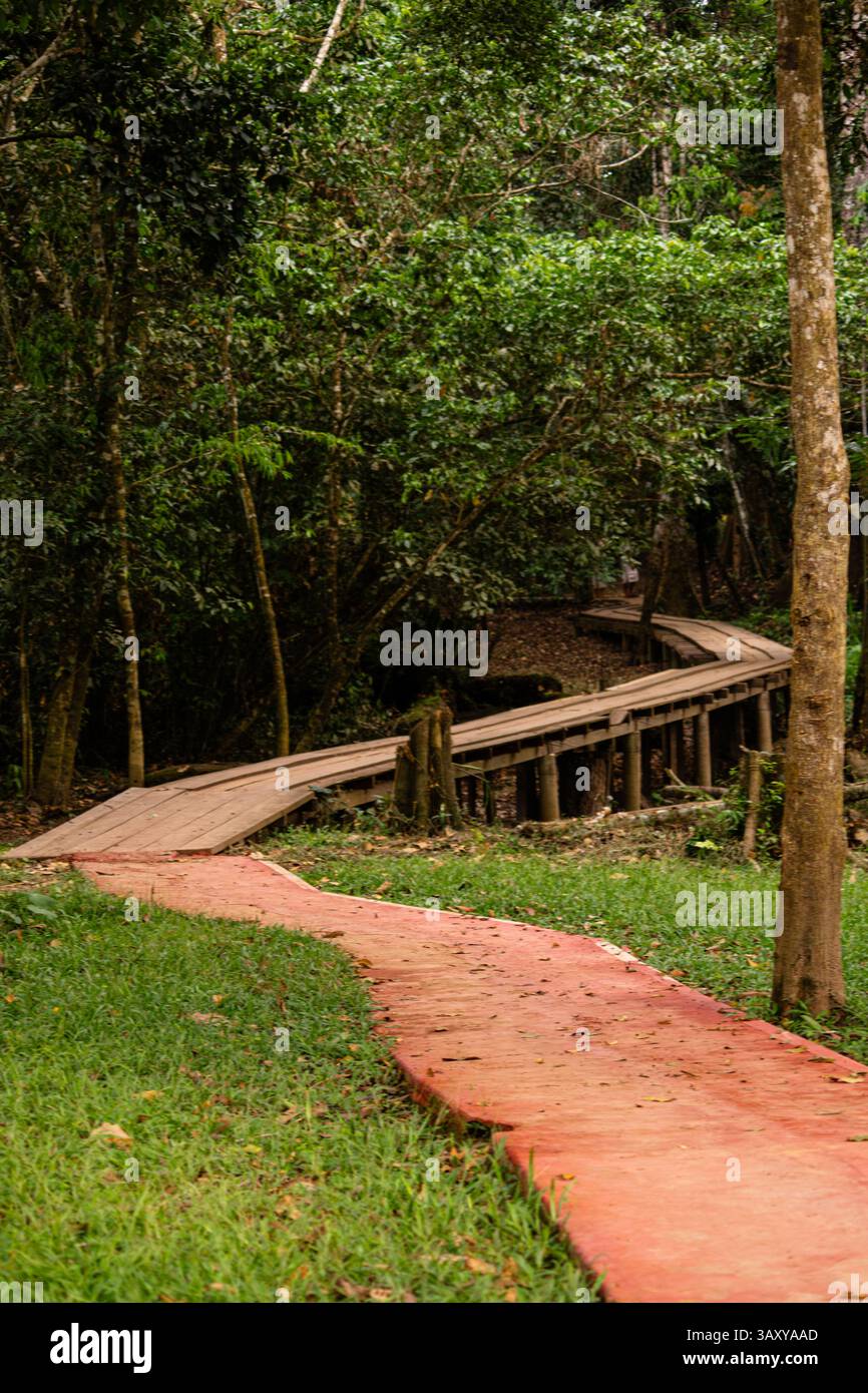 Pfad und kleine Brücke mitten im peruanischen Amazonas-Regenwald Stockfoto