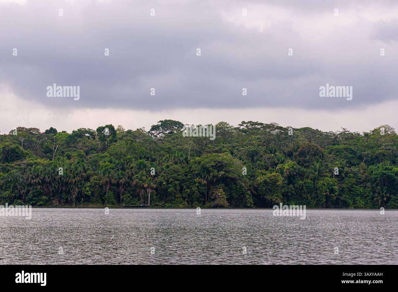 Dichter Dschungel am Ufer des Sees Sandoval im peruanischen Amazonas-Regenwald Stockfoto