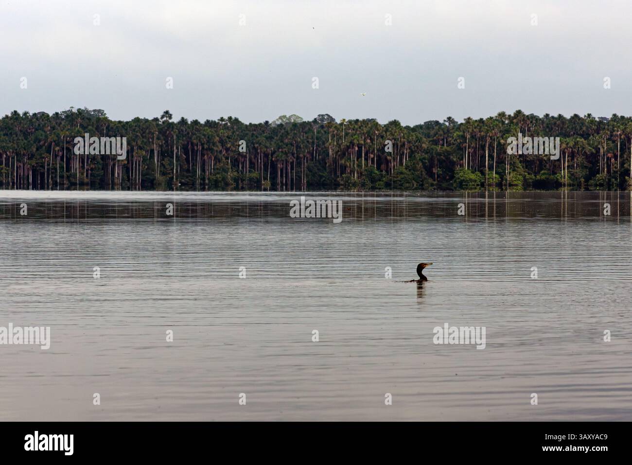 Schwarzer Kormoran schwimmt allein im Sandoval-See im peruanischen Amazonasregenwald Stockfoto