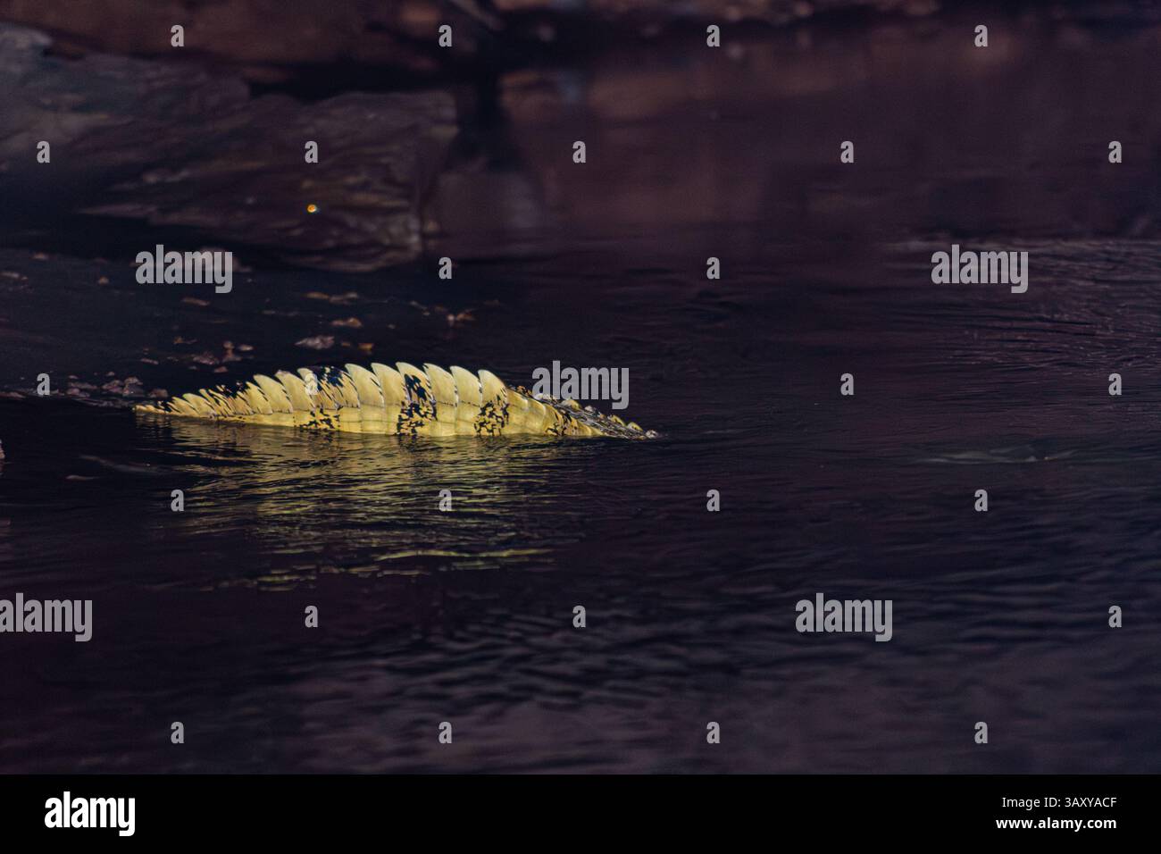 Die Rückseite eines Kaimans, der mitten in der Nacht in einen Amazonas-Fluss schleicht Stockfoto