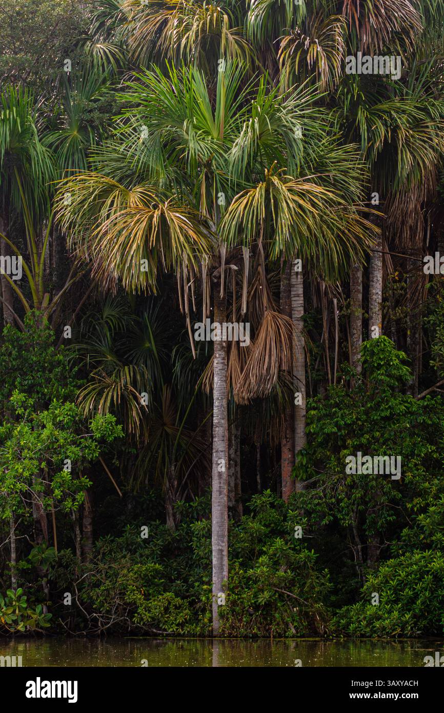 Eine Palme, die sich unter anderen Bäumen im Amazonas-Regenwald am Ufer des Sees Sandoval hervorhebt. Stockfoto