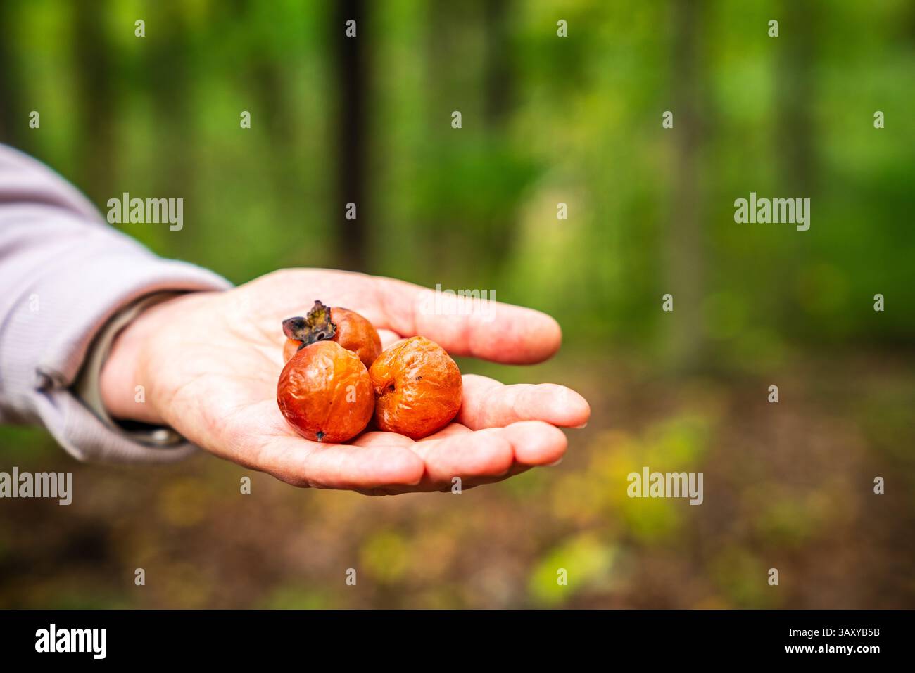 Nahaufnahme einer Hand mit den Früchten wilder Appalachen-Persimmon Stockfoto