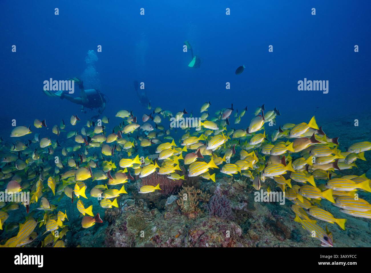 Schulen farbenfroher Snappers schwimmen in Johnny's Gorge - einem faszinierenden Tauchplatz auf den Andamanen Inseln Stockfoto