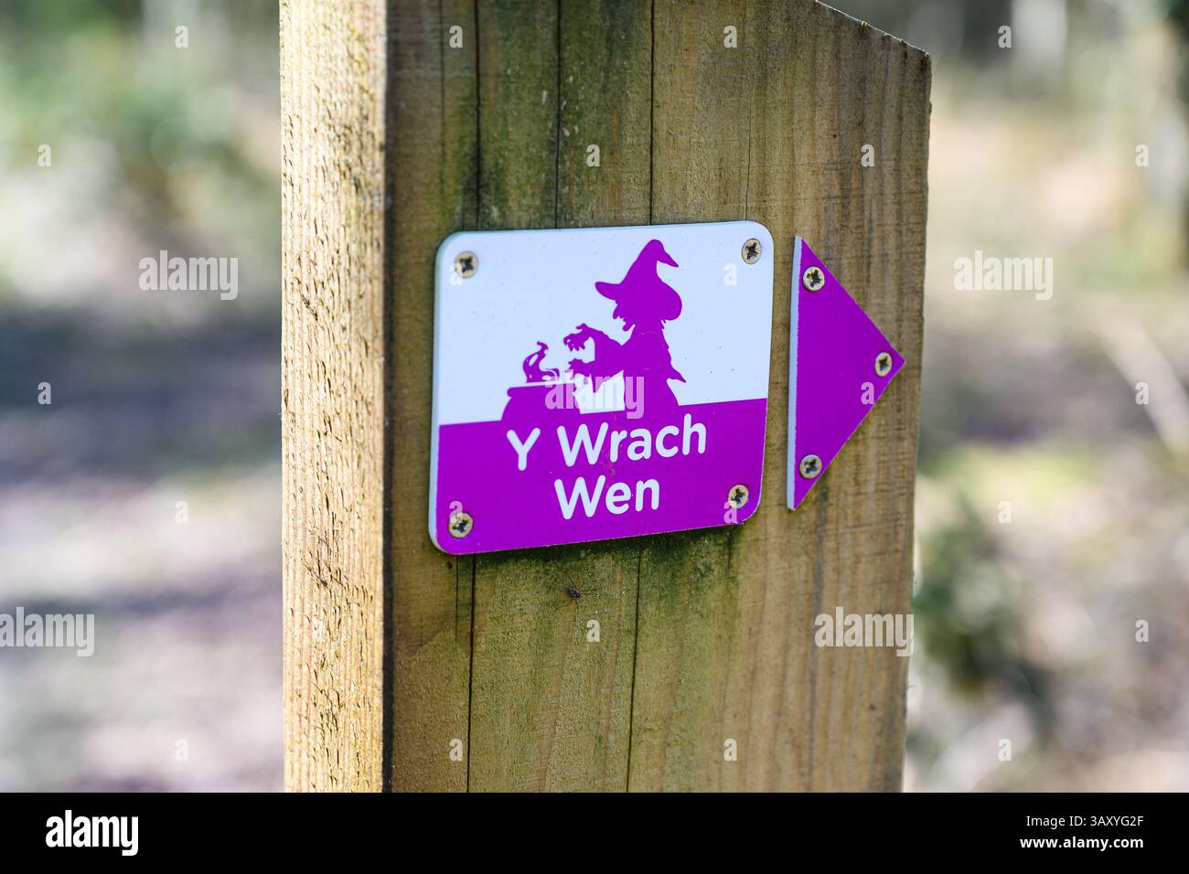 Y Wrach Wen (die weiße Hexe) Melden Sie sich in Coed y Brenin – Wales, Großbritannien – 11. April 2025 an Stockfoto