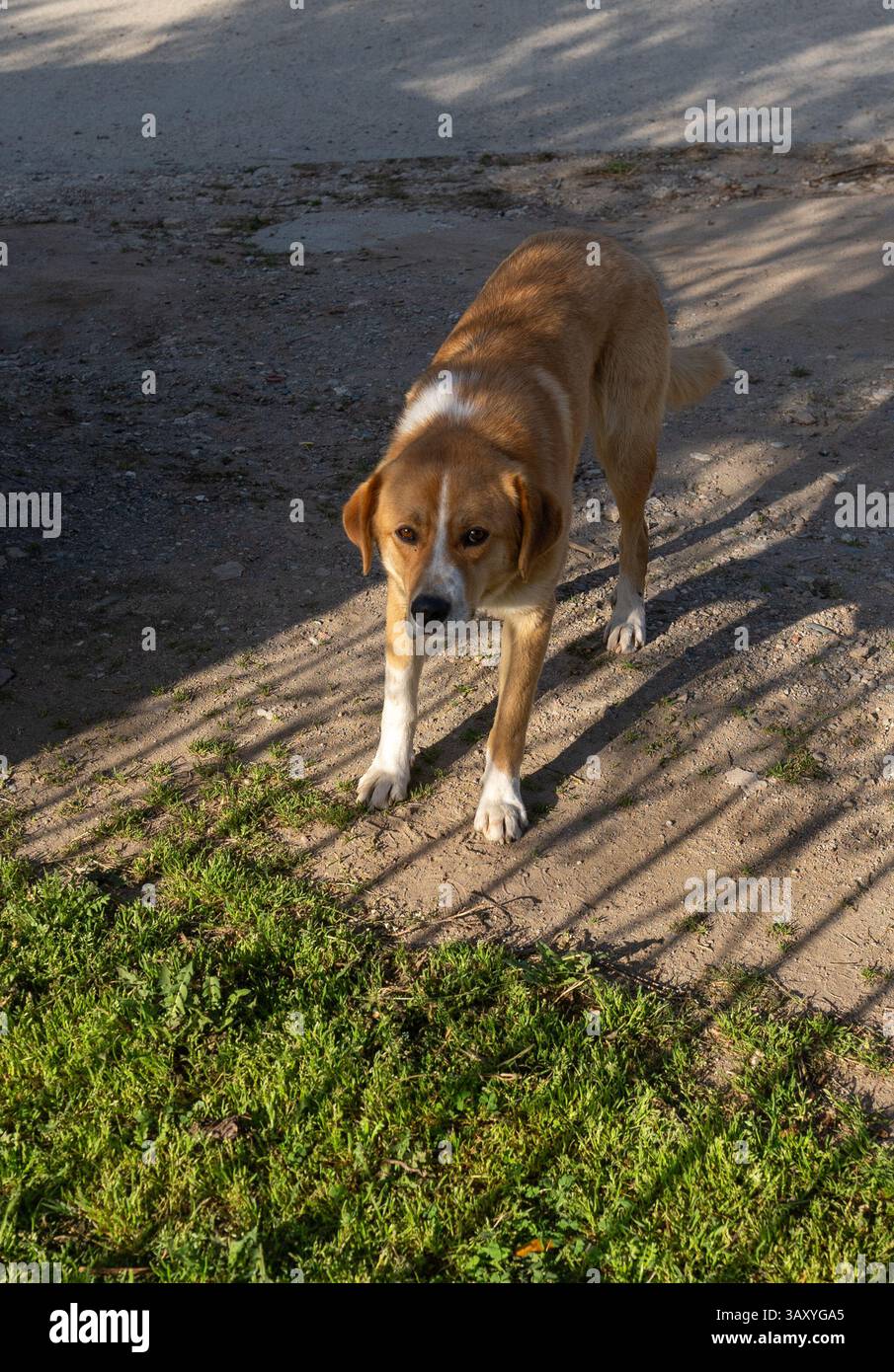 Neugierige Schatten: Österreichischer Pinscher im verspielten Licht Stockfoto