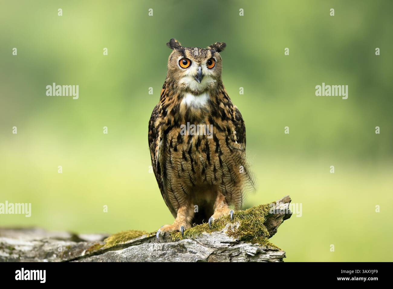 Uhu (Bubo bubo), Erwachsene, Barsch, wachsam, im Sommer, Weisheit, sumava, Tschechien, Europa Stockfoto