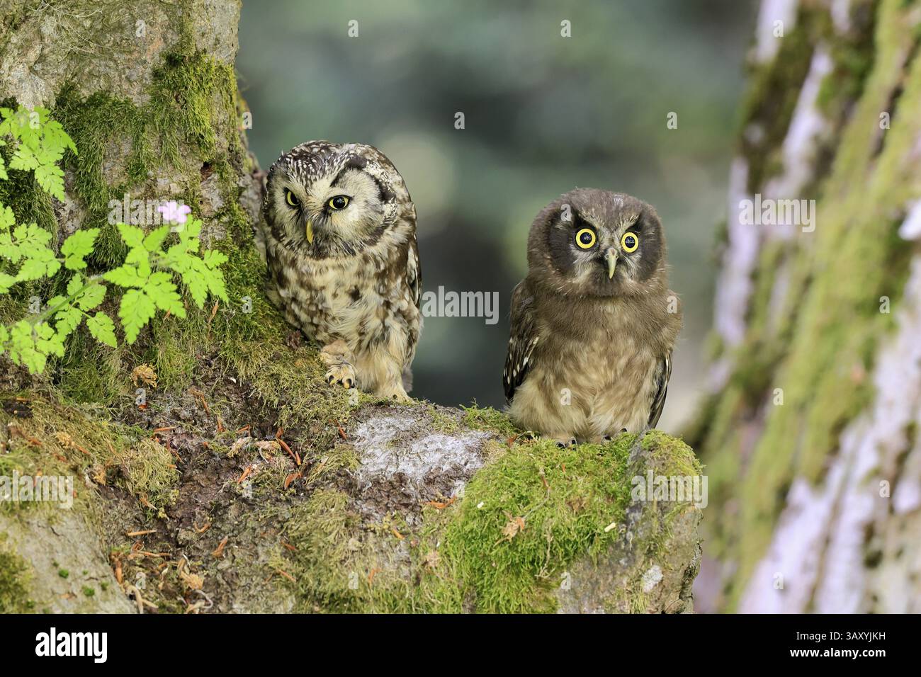 Großhorneule (Aegolius funereus), Großhorneule, Erwachsene, Jungtiere, auf Baum, wachsam, im Sommer, sumava, Tschechische Republik, Europa Stockfoto