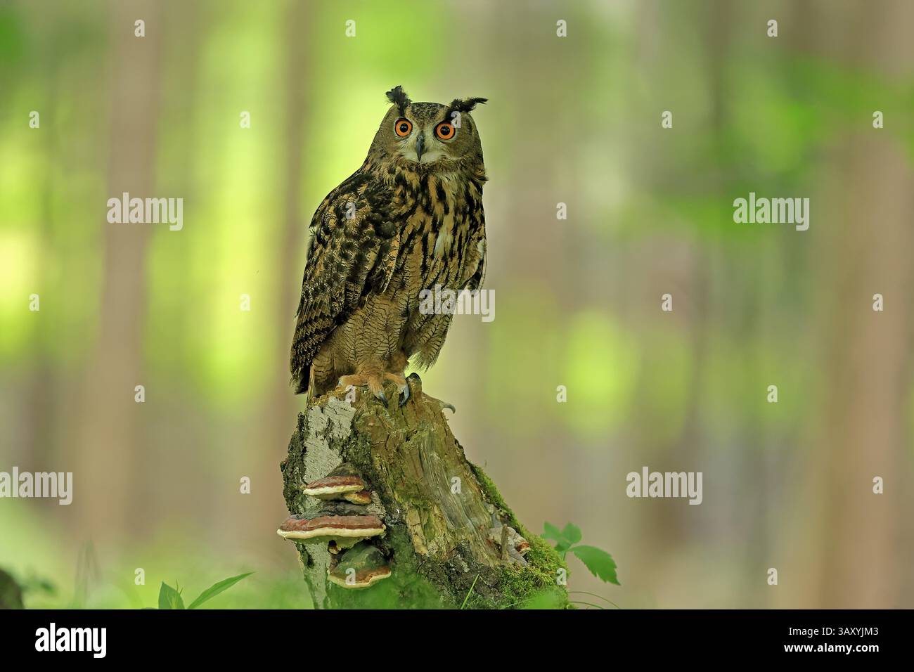 Uhu (Bubo bubo), Erwachsene, Barsch, wachsam, im Sommer, Weisheit, sumava, Tschechien, Europa Stockfoto