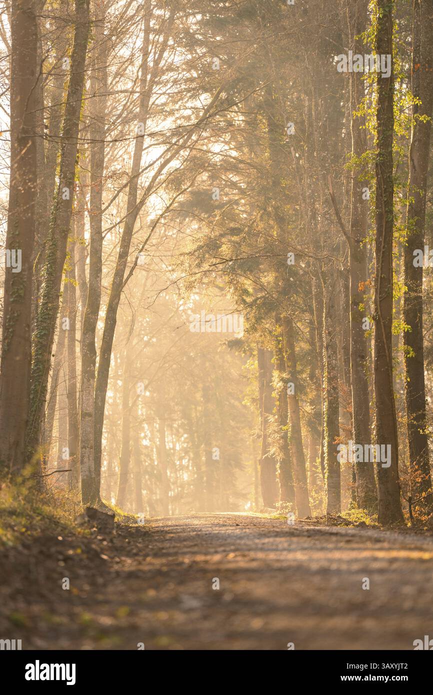 Ein ruhiger Waldweg mit Bäumen und lichtdurchlässigem Sonnenlicht, der eine herbstliche Stimmung schafft, Calw, Schwarzwald, Deutschland, Europa Stockfoto