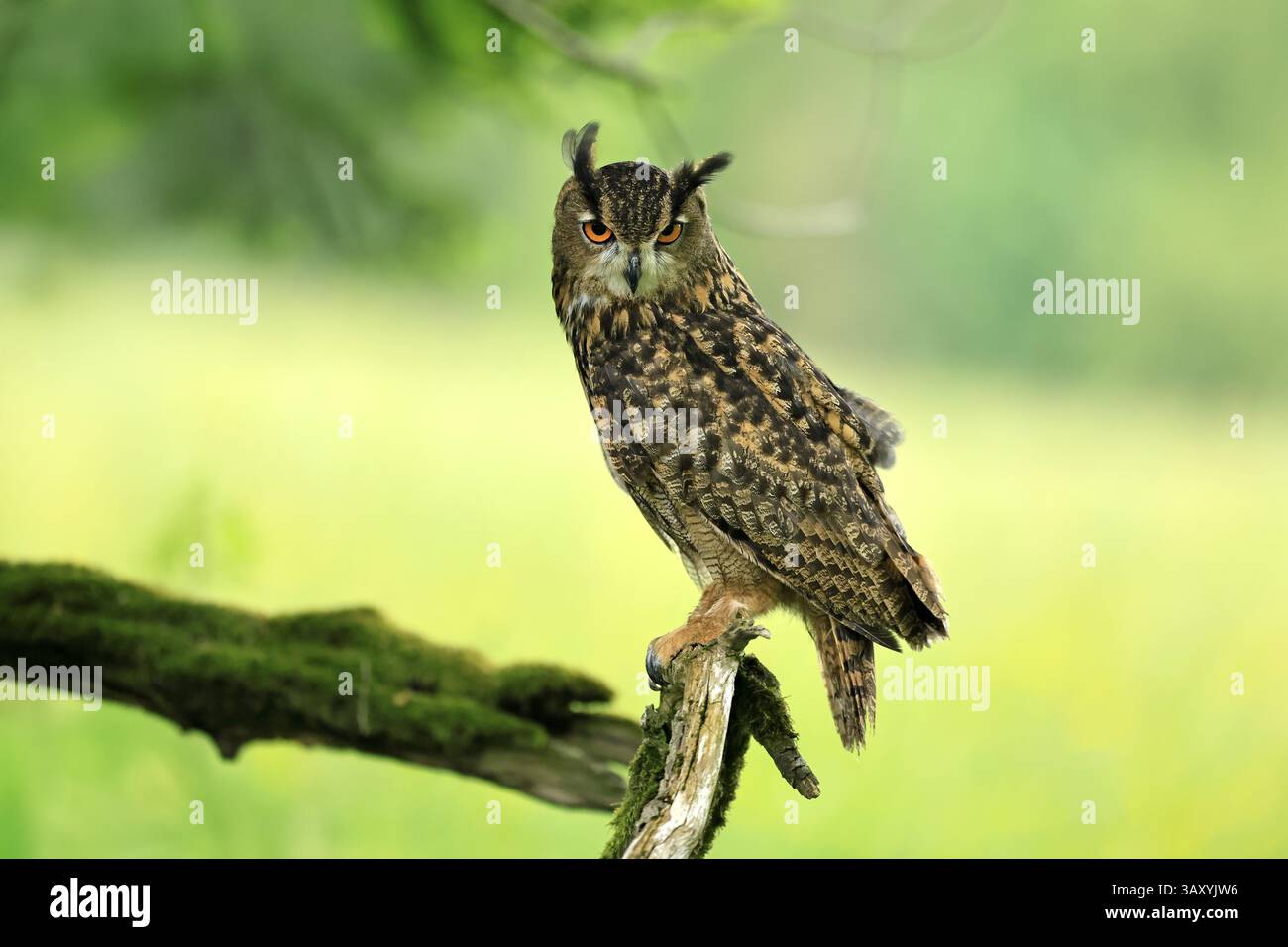 Uhu (Bubo bubo), Erwachsene, Barsch, wachsam, im Sommer, Weisheit, sumava, Tschechien, Europa Stockfoto